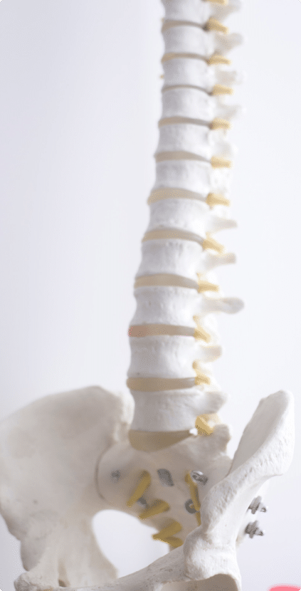 a model of a spinal cord