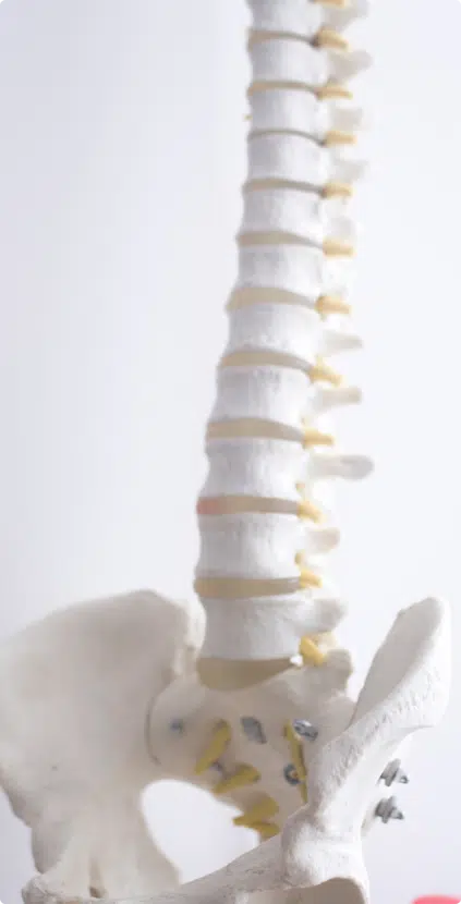 a model of a spinal cord