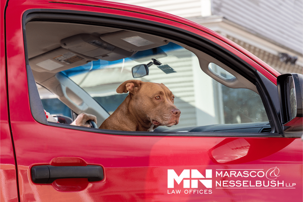 a dog sitting in a car