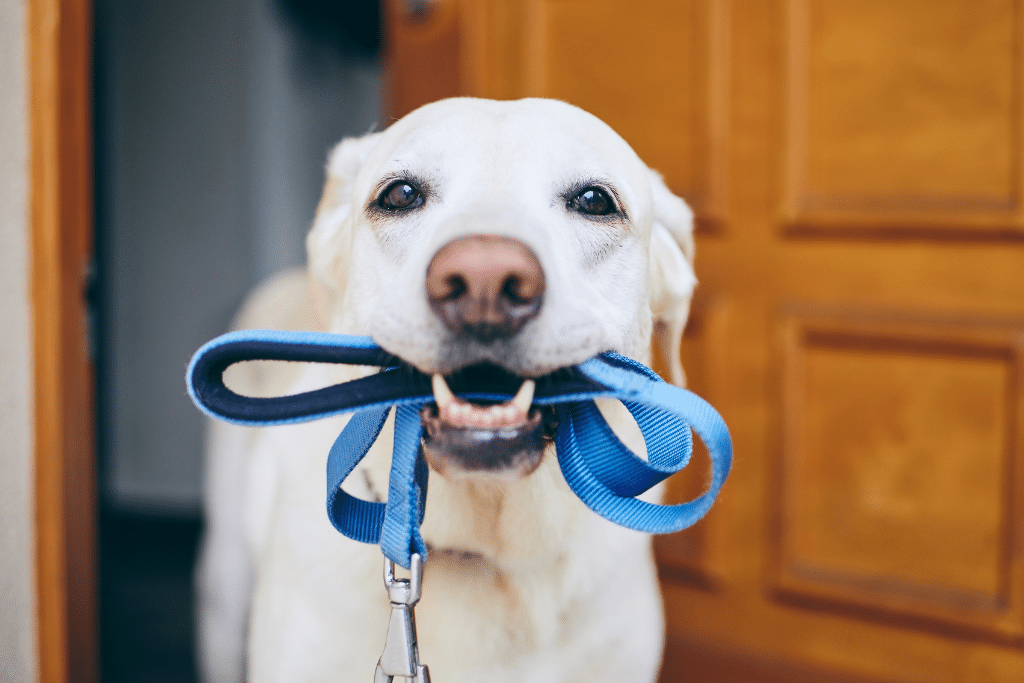 a dog holding a leash in its mouth