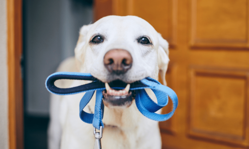a dog holding a leash in its mouth